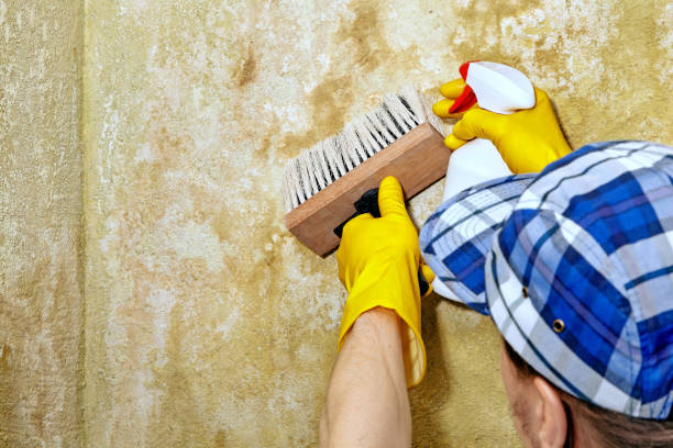 Best Black Mold Removal  in Dexter, OR