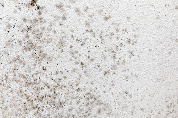 Best Real Estate Mold Inspection  in Dexter, OR