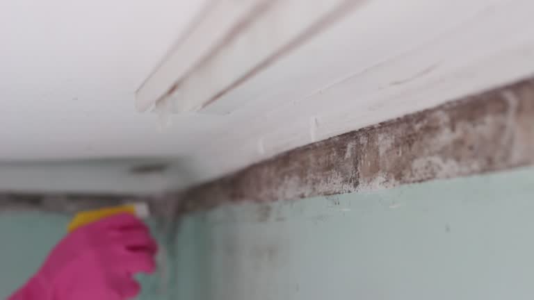 Professional Mold Removal in Dexter, OR